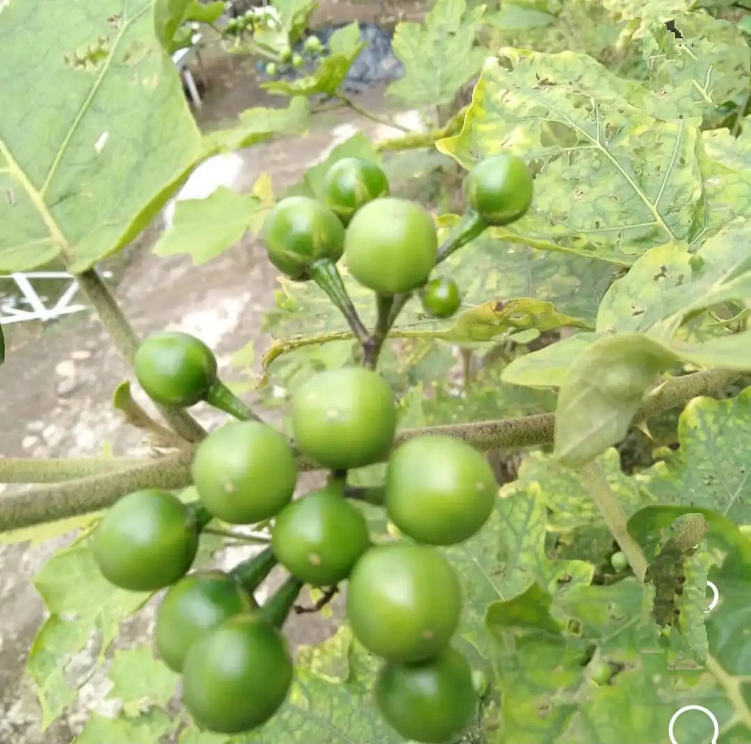 Bukan Sekadar Hiasan Inilah Khasiat Rimbang yang Wajib Kamu Tahu