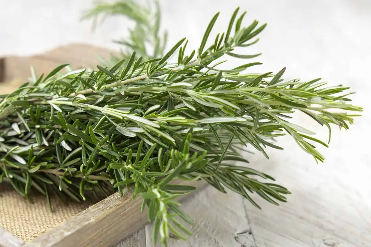Aroma Rosemary yang Khas, Ternyata Tanaman Ini Punya Banyak Kegunaan