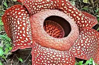 Bunga Rafflesia: Keajaiban Alam Indonesia yang Langka dan Menakjubkan