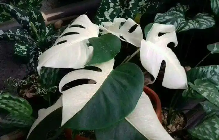 Tren Tanaman Hias Mahal: Ketika Hobi Berkebun Berubah Jadi Simbol Gengsi dan Investasi