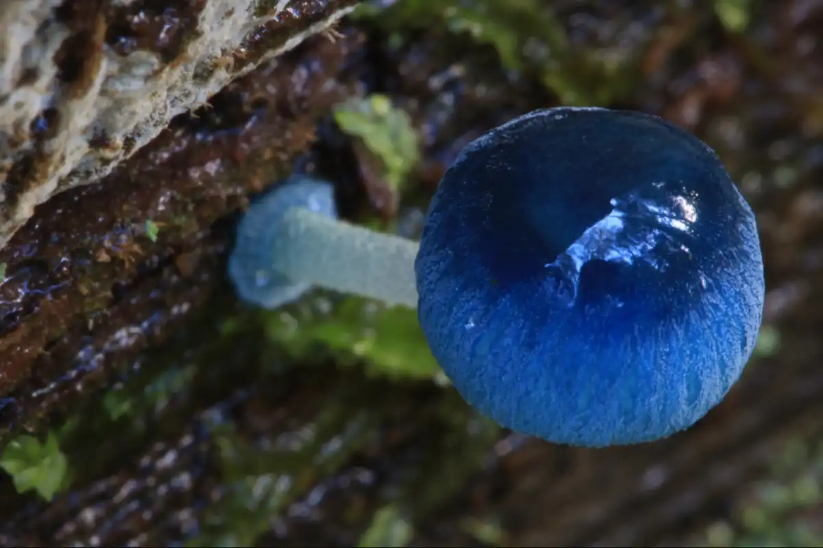 Mycena interrupta, Jamur Payung Peri Biru yang Tampak Seperti Hiasan dari Dunia Dongeng