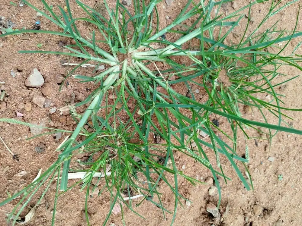 Kenapa Rumput Cepat Tumbuh Setelah Hujan?