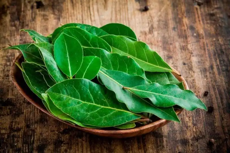Mengapa Daun Salam Lebih Banyak Digunakan sebagai Penyedap daripada Dimakan? Ini Alasannya
