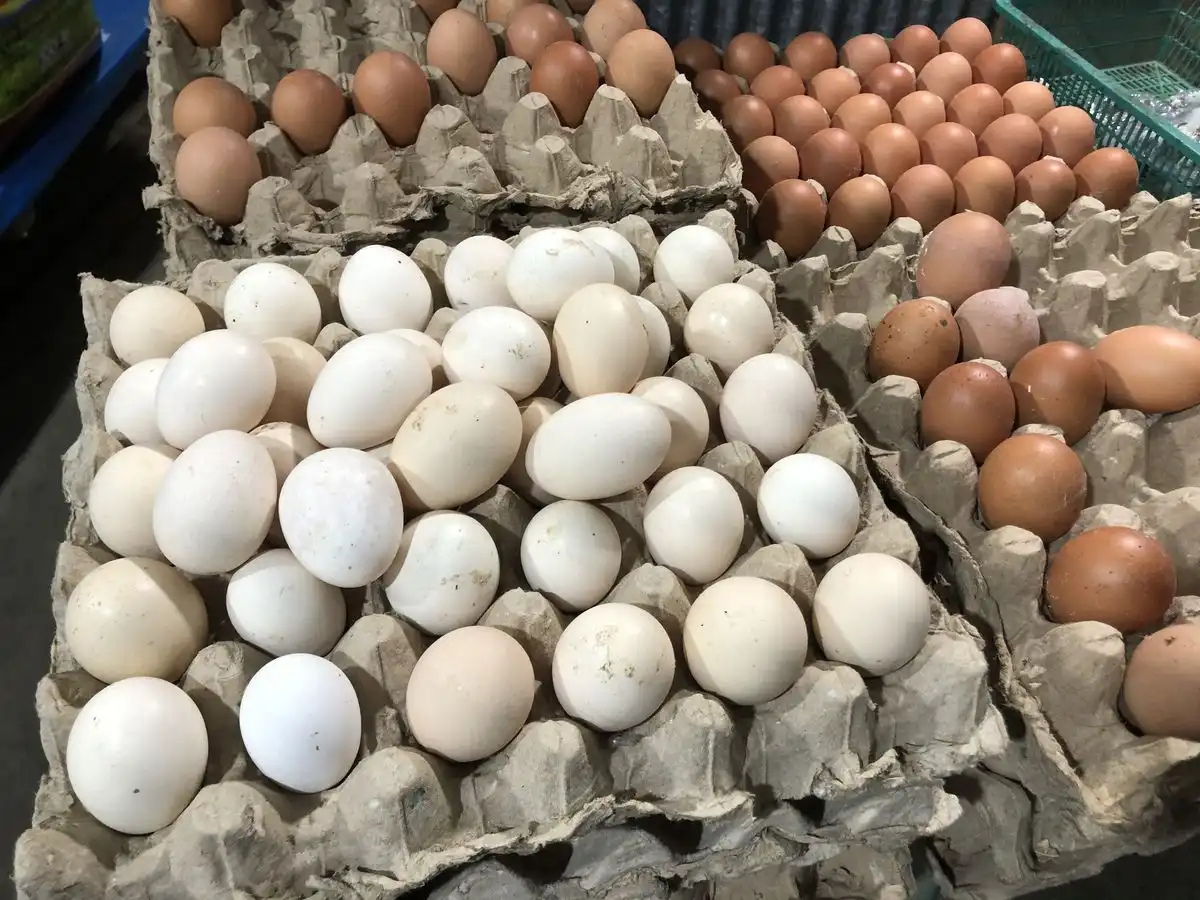 Telur Ayam, Bebek, atau Puyuh: Mana yang Paling Baik untuk Kesehatan?