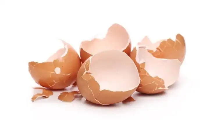 Manfaat Cangkang Telur bagi Tanaman yang Jarang Diketahui