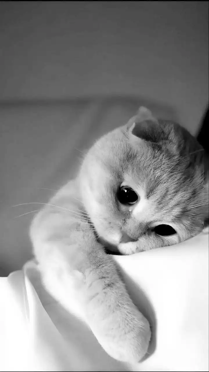 Suka Bengong Lalu Lari? Kenali Perilaku Unik Si Anabul