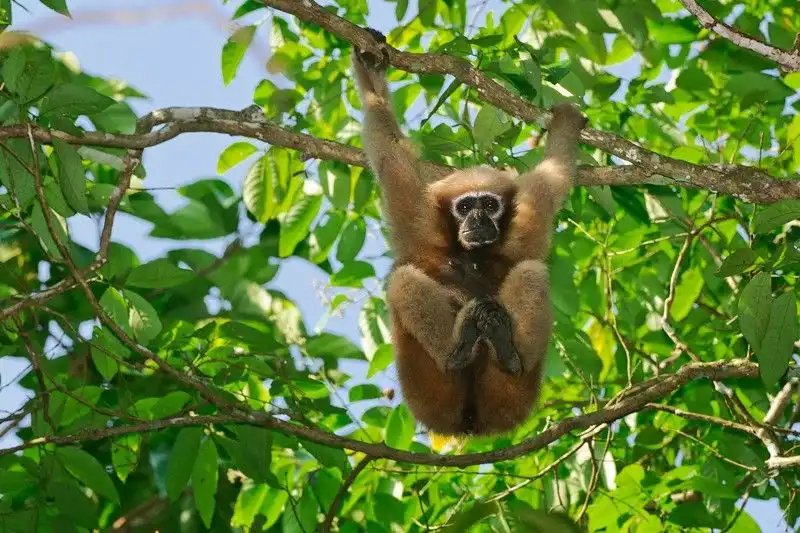 Kukang: Si Mata Bulat yang Terancam Punah, Kenapa Sulit Diselamatkan?