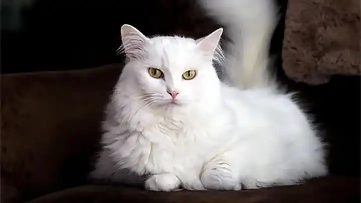 Kalian Punya Anabul? Begini Cara Merawatnya