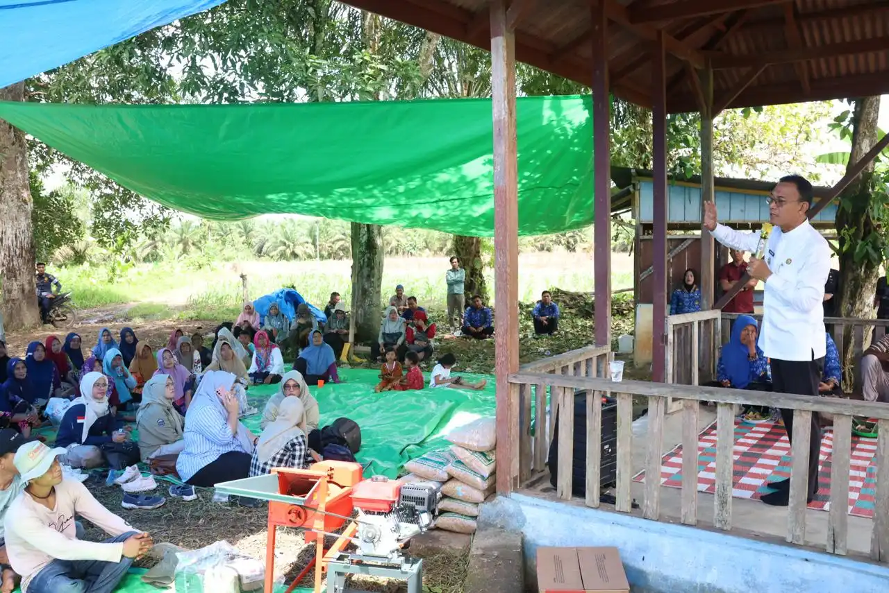 Bupati Tapsel Pimpin Panen Perdana Jagung Pascabencana di Batangtoru, Serahkan Berbagai Bantuan untuk Petani
