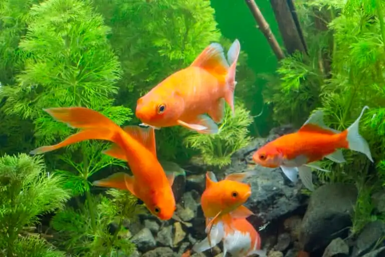 Ikan Bisa Mengenali Pemiliknya, Benarkah?
