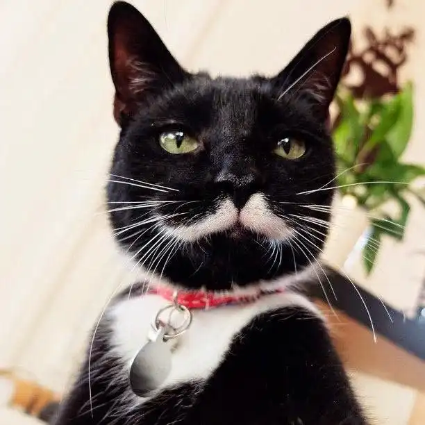 Kucing Punya Kumis untuk Apa? Ternyata Bukan Sekadar Hiasan