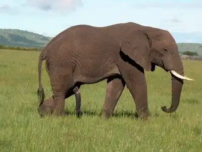 Mengapa Gajah Tidak Pernah Lupa? Ini Penjelasan Uniknya