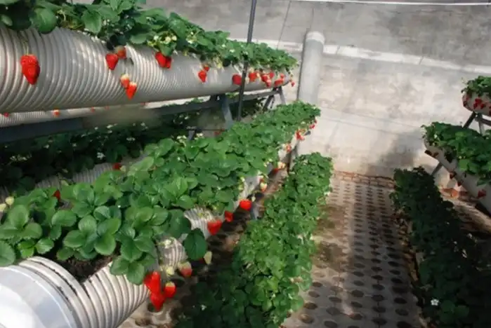 Cara Menanam Strawberry di Rumah