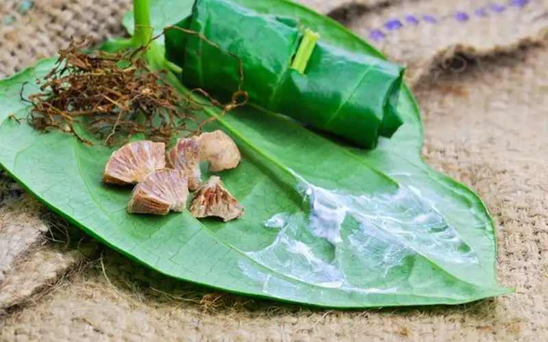 Ini Dia Manfaat Mengunyah Sirih yang Jarang Diketahui