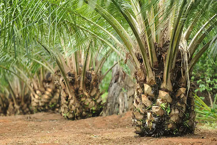 Pohon Sawit Sudah Banyak Di Tanam ,Terapi Harga Minyam Makin Melunjak Untuk Warga Lokal?? Kenapa Bisa Gitu