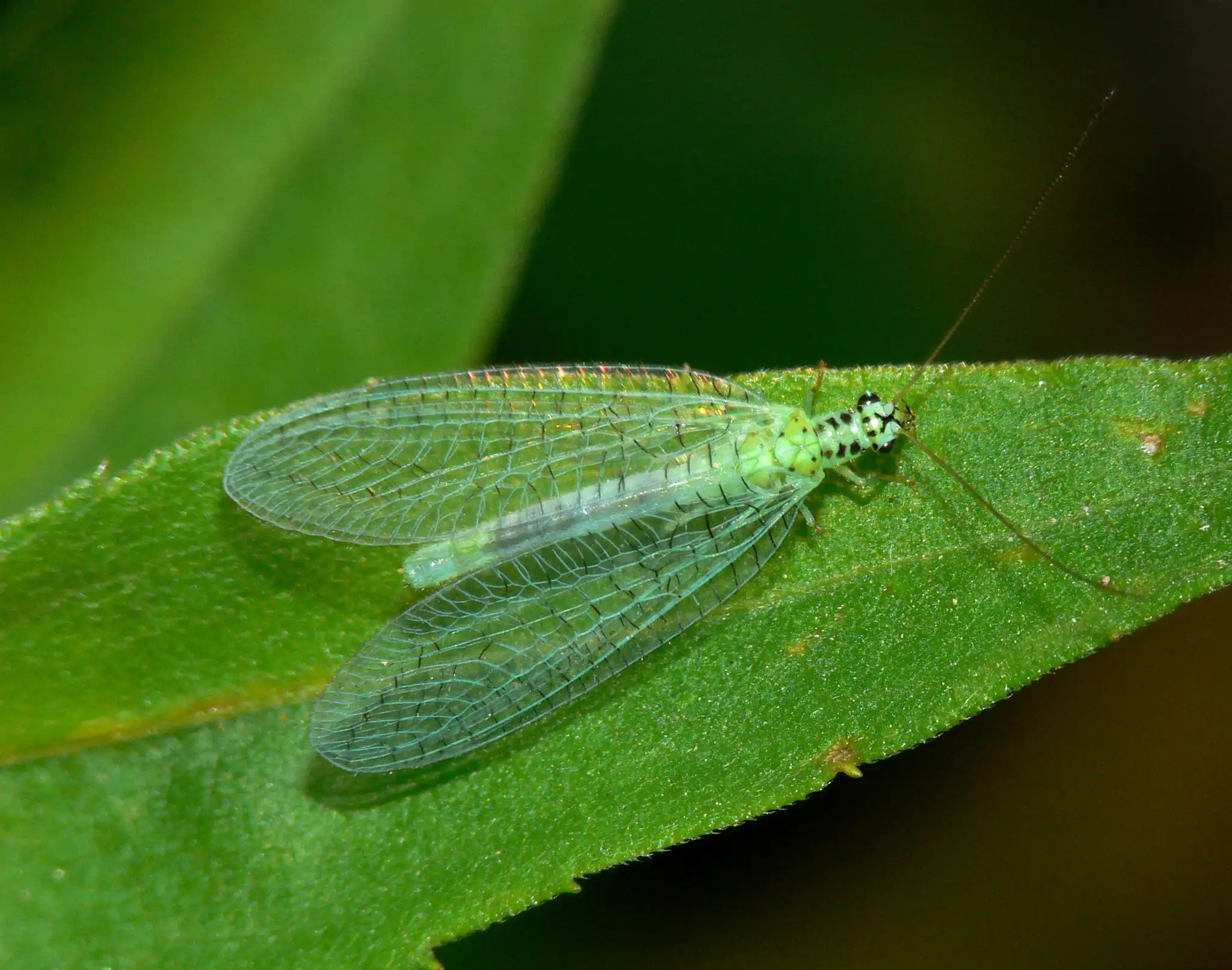 Green Lacewing, Pahlawan Mini Berkaki Enam yang Jadi Musuh Alami Hama Tanaman