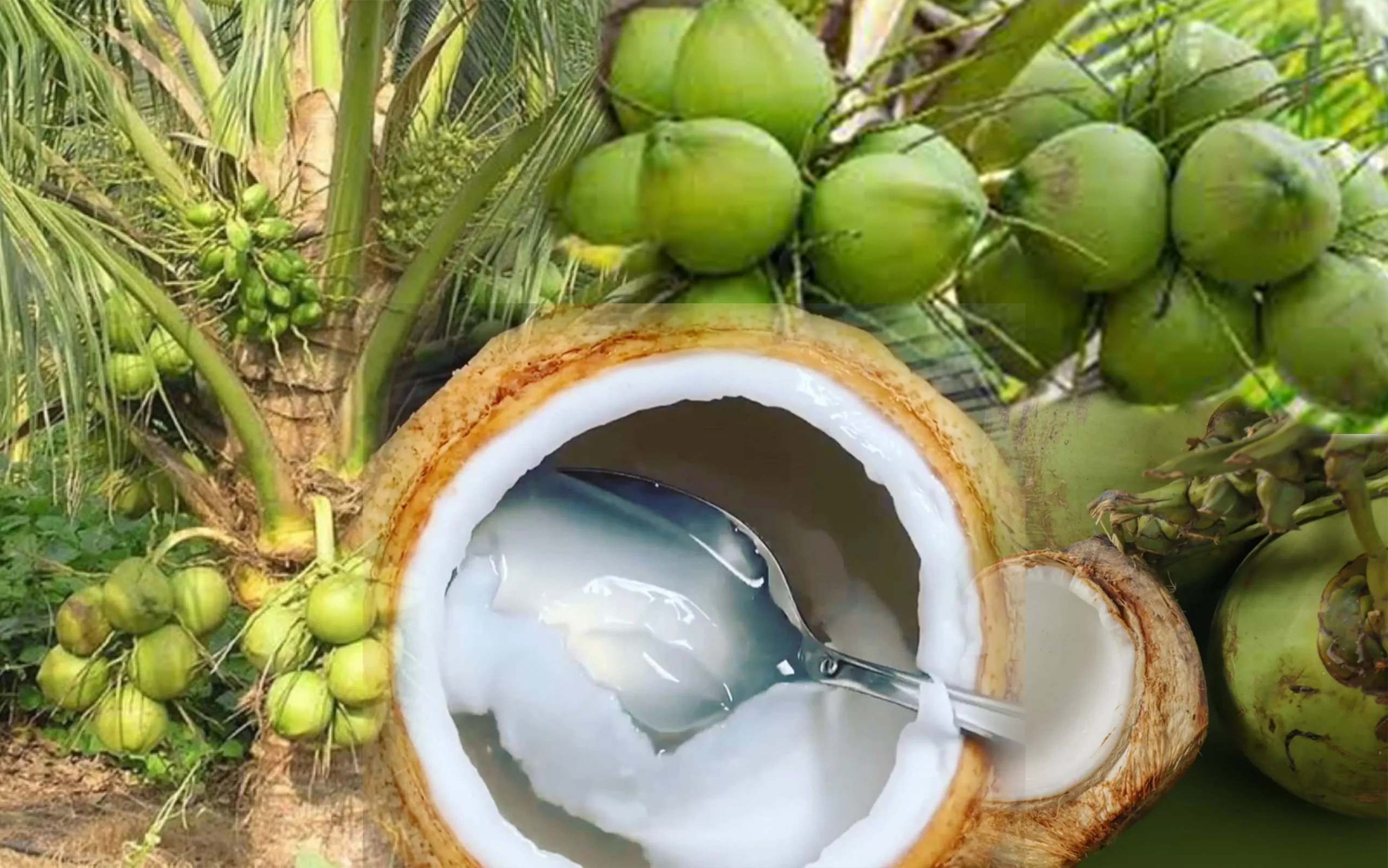 Jarang Diketahui, Ini 7 Khasiat Daging Kelapa untuk Tubuh