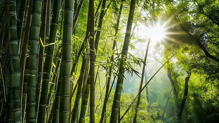 alam Waktu Singkat Bisa Bertambah Tinggi, Begini Cara Bambu Tumbuh