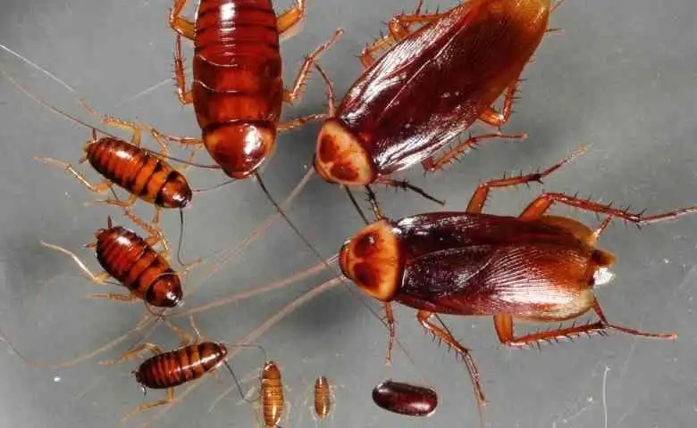 Fakta Unik Kecoak, Serangga yang Mampu Bertahan Hidup Tanpa Kepala Selama Sepekan