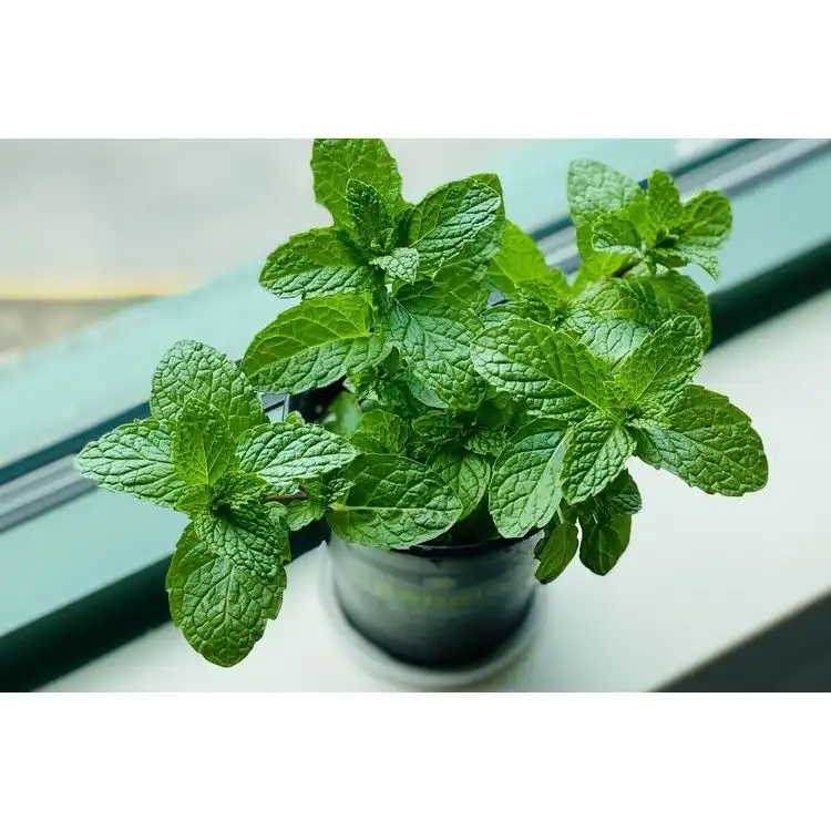 Cara Menghilangkan Gatal di Tenggorokan Dengan Cepat dan Mudah