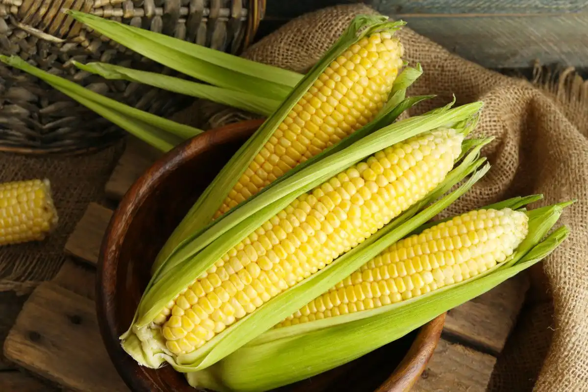 Bolehkah Makan Jagung Mentah? Kenali Manfaat dan Risikonya