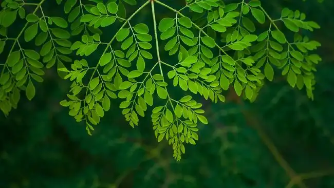 5 Daun Herbal yang Disebut Berpotensi Mendukung Kesehatan Pankreas, Ada Kelor hingga Kangkung