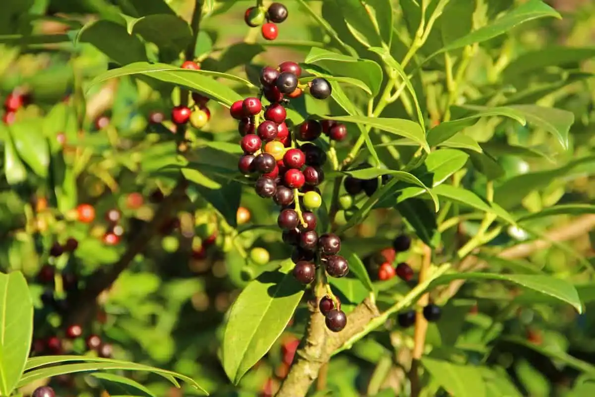 Mengenal Buah Pucuk Merah, Buah Kecil Berwarna Cerah yang Jarang Diketahui