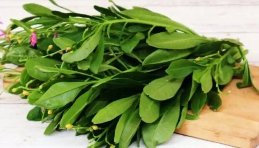 Mengenal Ginseng Jawa, Tanaman Herbal Lokal dengan Beragam Manfaat untuk Kesehatan
