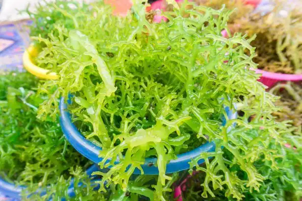 Rumput Laut Punya Banyak Jenis, Tidak Semuanya Digunakan dengan Cara yang Sama
