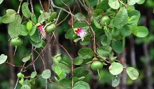 Mengenal Buah Mangrove, Buah Unik dari Hutan Bakau