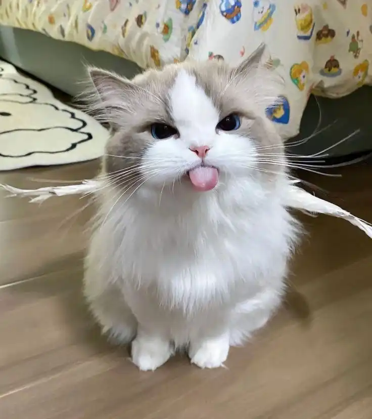 Benarkah Kucing Punya 9 Nyawa? Ini Asal Usul Mitos dan Penjelasan Ilmiahnya