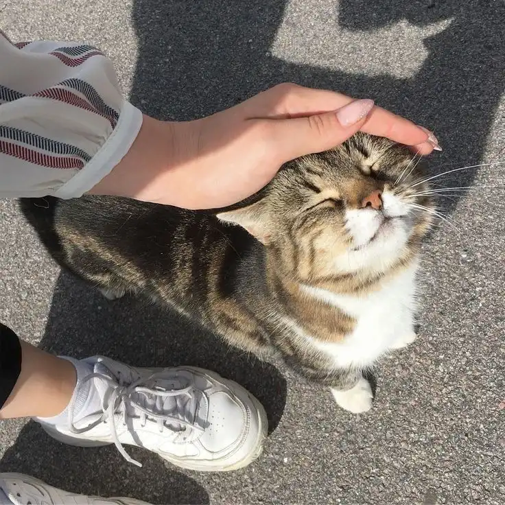 Sering Dianggap Cuek, Ternyata Pencinta Kucing Cenderung Lebih Empatik dan Peka Secara Emosional