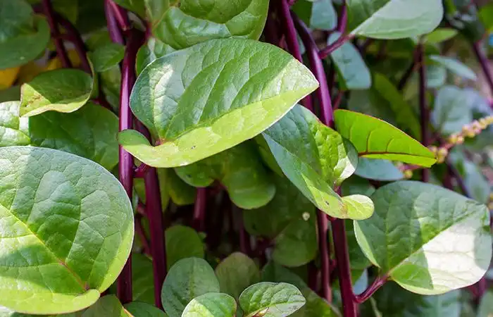 Daun Binahong: Tanaman Herbal yang Kaya Senyawa dan Masih Terus Diteliti