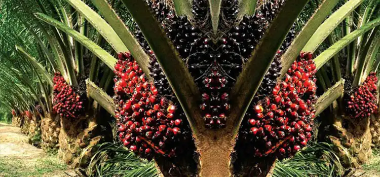 Mengapa Lahan Sawit Masih Jadi Primadona Investasi Nyata