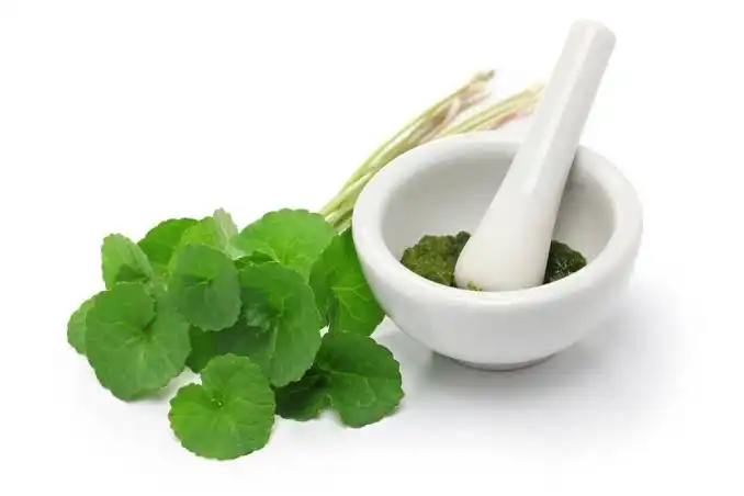 Pegagan dan Potensinya dalam Pengobatan Tradisional, Tanaman Herbal yang Terus Diteliti