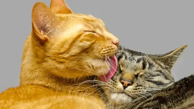 Kucing Menjilati Sesamanya Tak Selalu Tanda Kasih Sayang