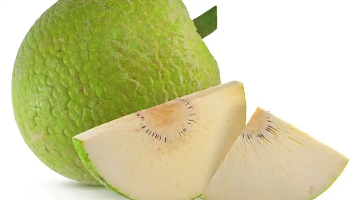 Buah Sukun Tidak Memiliki Biji Seperti Banyak Buah Lain, Kok Bisa?