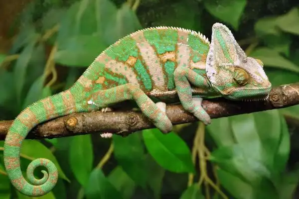 Bagaimana Bunglon Mengubah Warna Tubuhnya?