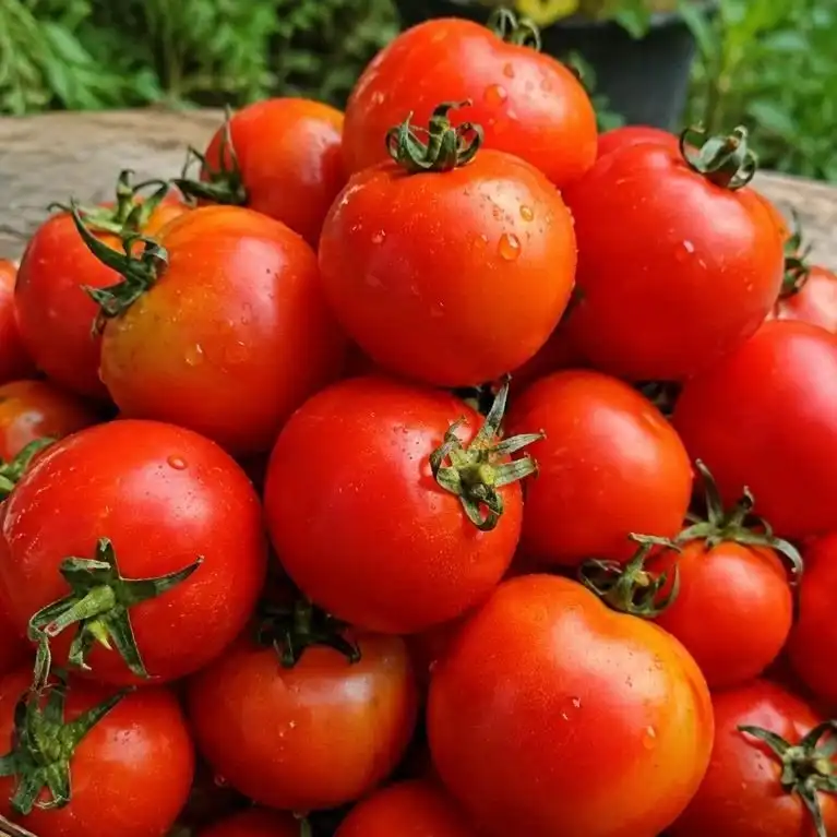 Tomat Disimpan Dekat Buah Lain Bisa Cepat Matang, Ini Alasannya
