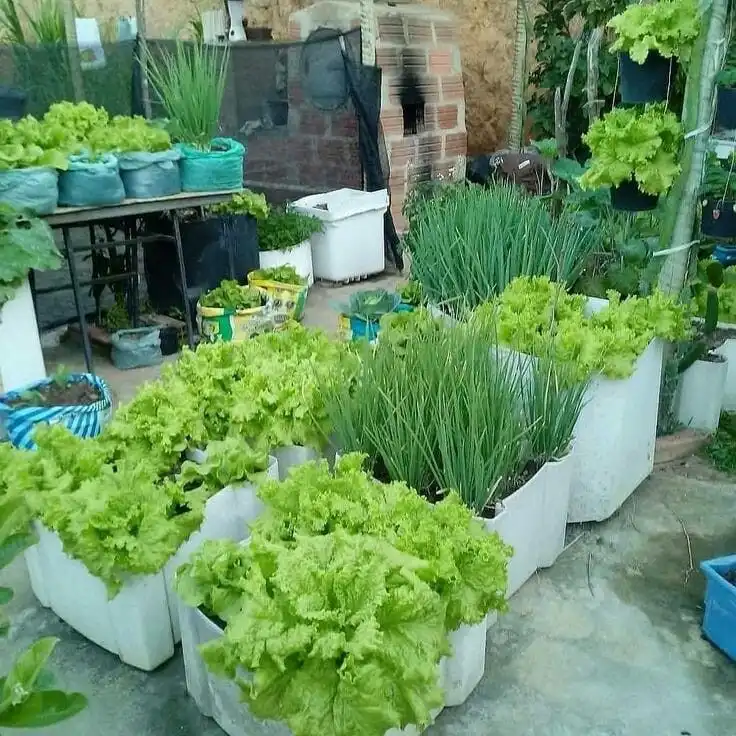 Berkebun di Lahan Sempit, Cara Memanfaatkan Sudut Rumah Menjadi Kebun Produktif