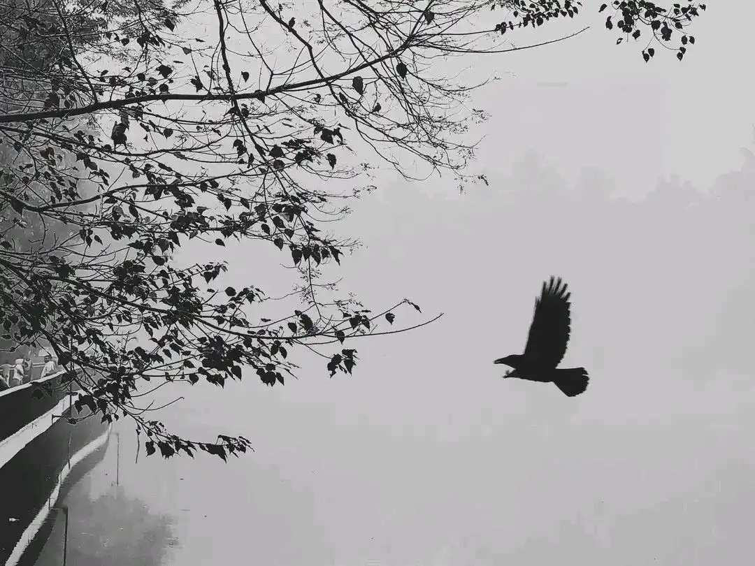 Burung Bisa Pulang ke Tempat Semula, Bagaimana Mereka Menemukan Arah?