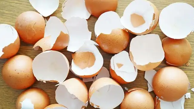 Jangan Dibuang, Ini 7 Manfaat Cangkang Telur untuk Tanaman dan Tanah