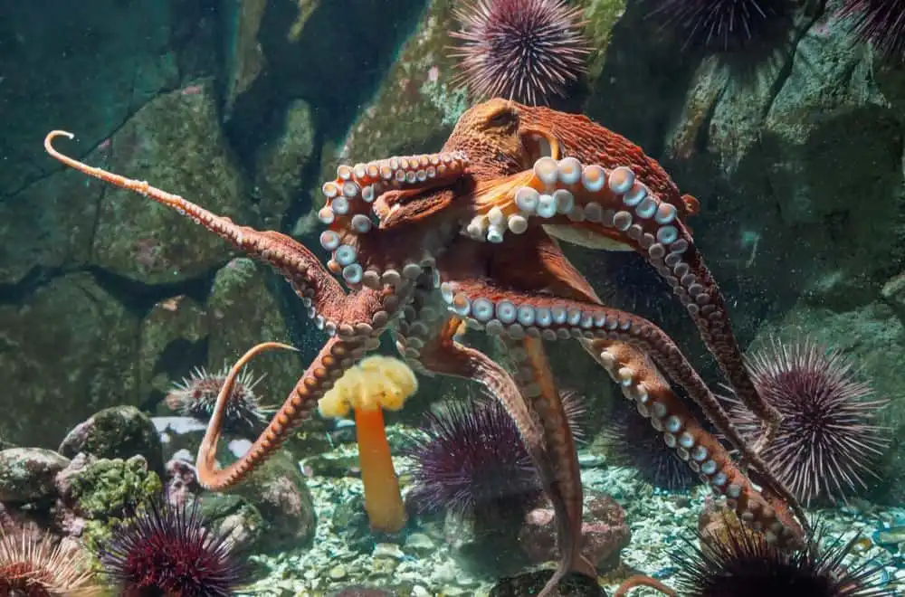 Cumi vs Gurita: Jangan Sampai Tertukar Pas Makan Seafood!