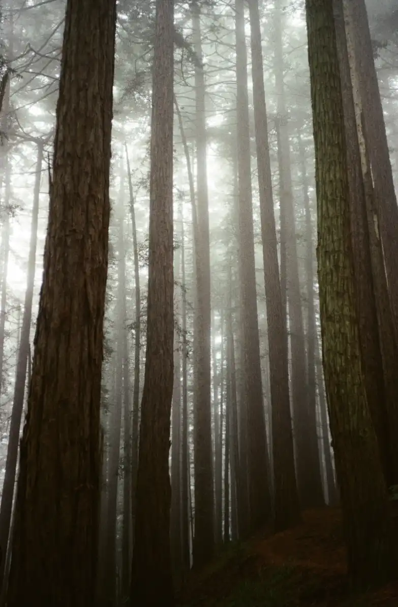  Tempat di Dunia yang Selalu Berkabut dan Terlihat Seperti Negeri Dongeng
