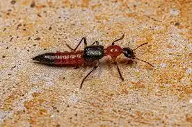 Mengenal Bahaya Tomcat: Apakah Benar Lebih Mematikan dari Kobra?