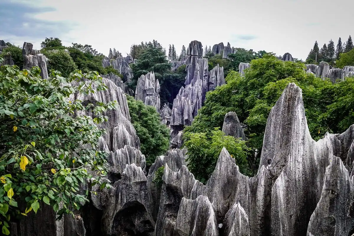 Menjelajahi Hutan Batu, Keajaiban Alam yang Tak Masuk Akal