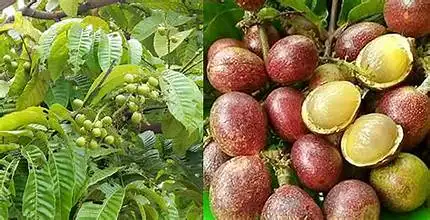 Keunikan Buah Matoa dan Kandungan Gizinya