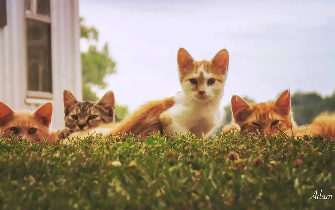 Mengapa Kucing Bisa Menemukan Jalan Pulang dari Jarak Jauh? Ini Kemampuan Alaminya
