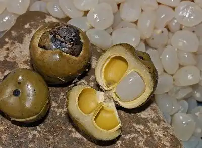 Kolang-Kaling: Kenyal, Manis, dan Punya Banyak Manfaat untuk Tubuh