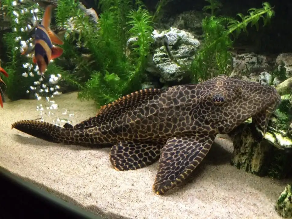 Ikan Sapu-Sapu: Si "Petugas Kebersihan" Akuarium yang Sering Disalahpahami